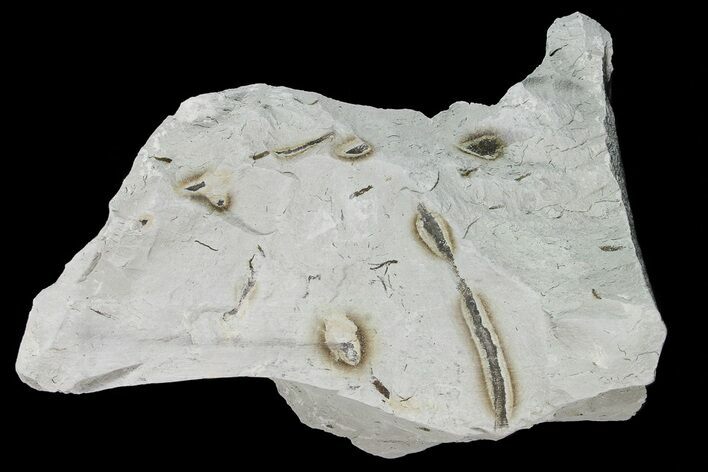 Ediacaran Aged Fossil Worms (Sabellidites) - Estonia #73525